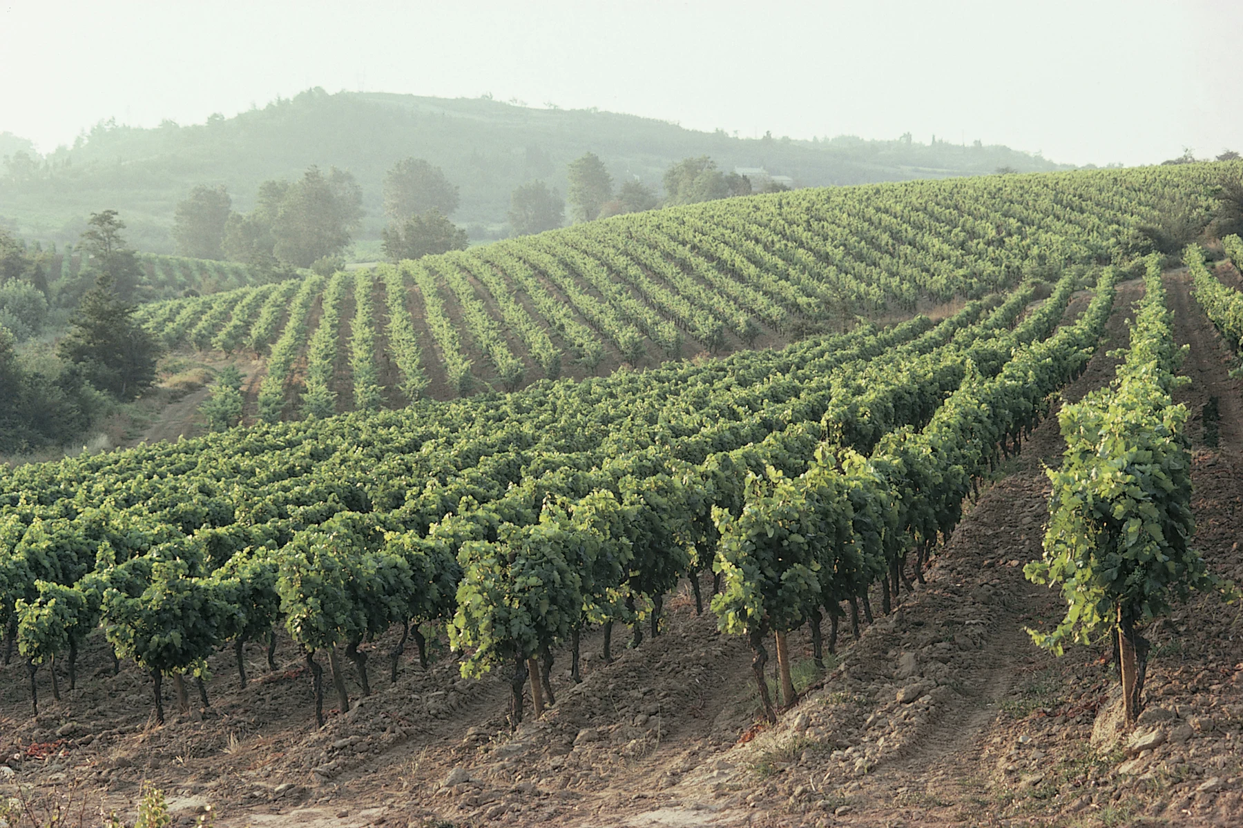 🍇🍷 ¡Ruta del Vino Rioja al volante! Escapada de 5 días a tu aire 🚗
