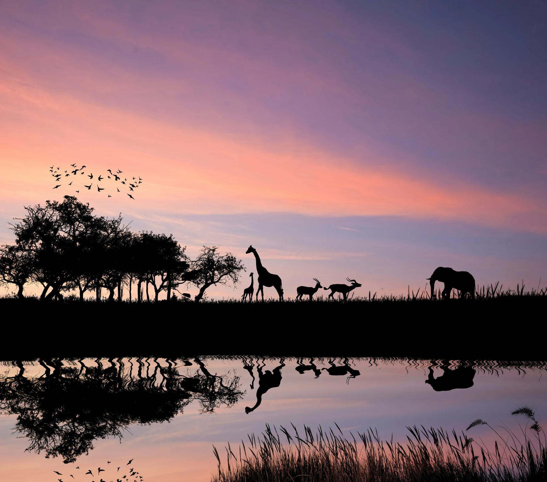 🦁 ¡El rugido de la sabana! Descubre los mejores Safaris en África