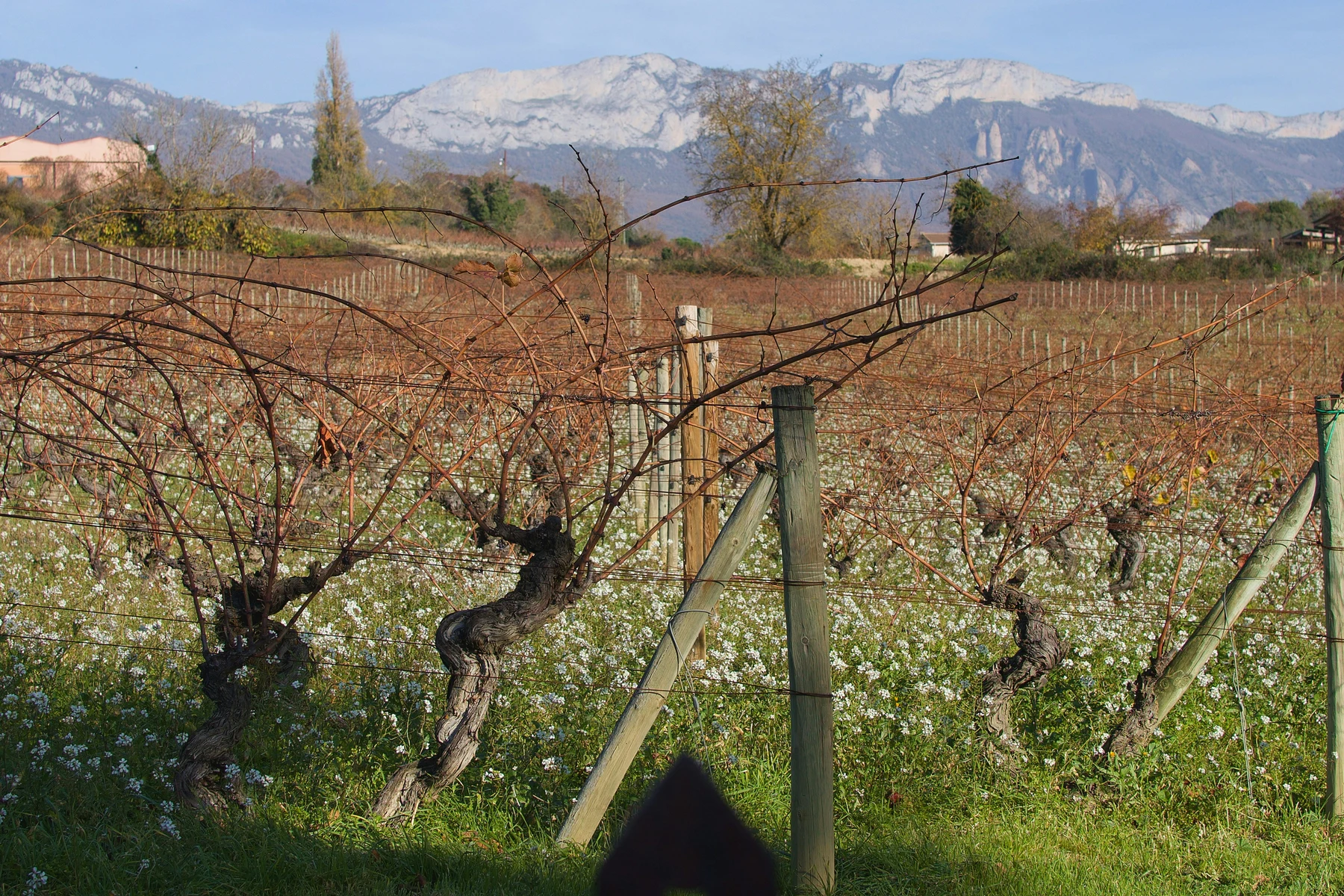 🍇🍷 ¡Ruta del Vino Rioja al volante! Escapada de 5 días a tu aire 🚗