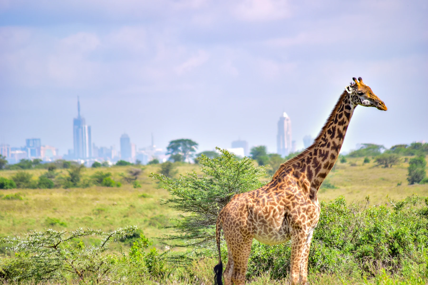 🦁 ¡El rugido de la sabana! Descubre los mejores Safaris en África