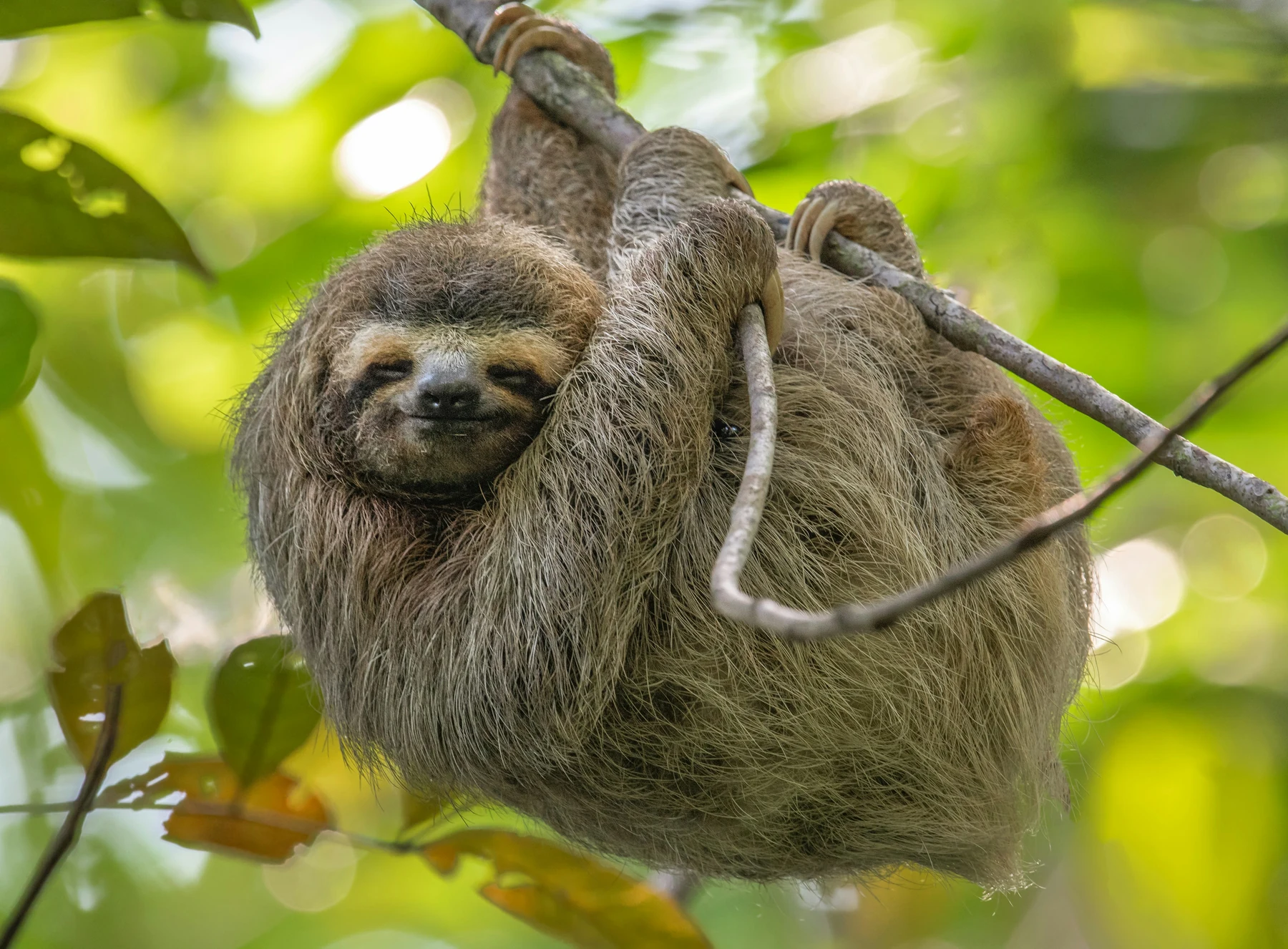 🇨🇷🐒 ¡El viaje de tu vida! Descubre Costa Rica a tu aire durante 11 días 🚗