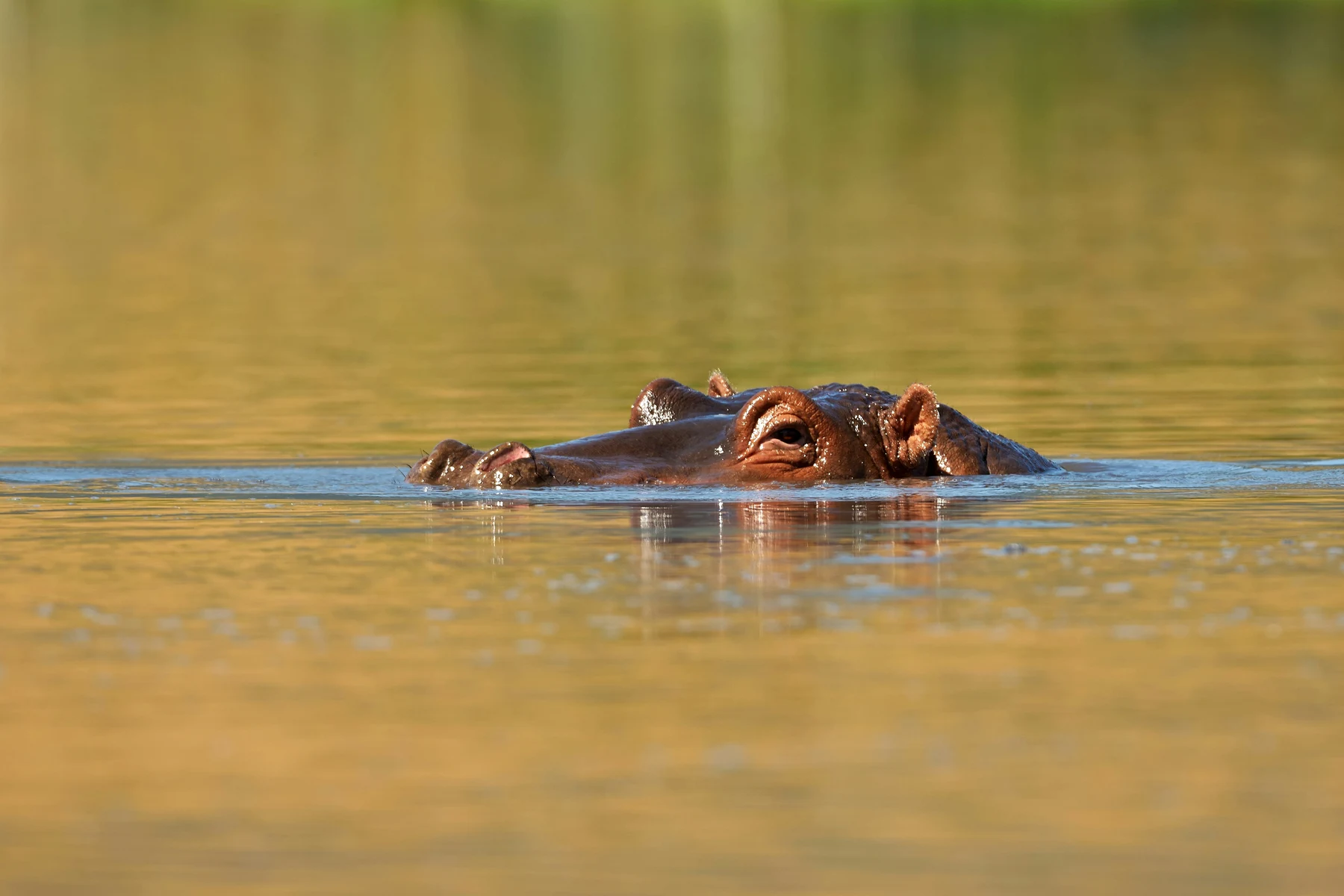 🦁 ¡El rugido de la sabana! Descubre los mejores Safaris en África